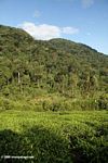 Tea plantation lying at the foot of Bwindi rain forest