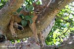 Sleeping tree lion