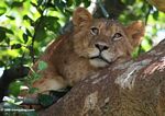 Climbing tree lion (Panthera leo) of Ishasha
