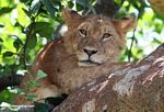 Climbing tree lion of Ishasha