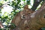 Lion in a Ficus tree