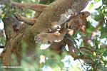 Tree climbing lion (Panthera leo) of Ishasha asleep in a tree