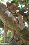 Tree climbing lion of Ishasha in QENP