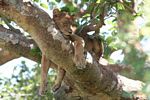 Tree climbing lion of Ishasha asleep in a Ficus tree
