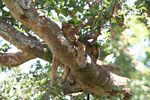 Tree climbing lion (Panthera leo) of Ishasha asleep in a Ficus tree