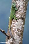 Green Tree Agama (Acanthocerus atricollis)
