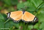 Orange butterfly-like moth
