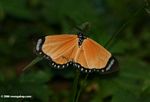 Butterfly-like moth