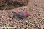 Reddish bird in Bwindi