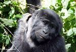 Closeup of face of female Bwindi gorilla