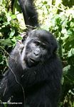 Young Bwindi gorilla