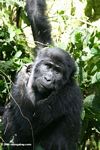 Bwindi gorilla hanging from a tree