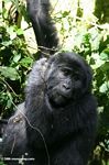Eastern Bwindi gorilla