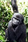 Eastern gorilla (Gorilla gorilla sp) in Bwindi