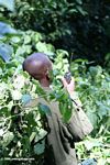 Gorilla tracking guide in Bwindi