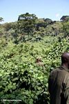 Trackers in search of gorillas in Bwindi