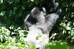 Dominant male gorilla showing his silverback