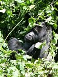 Silverback Bwindi gorilla