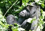 Silverback Bwindi gorilla (headshot)