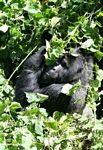 Silverback feeding while sitting in nettles