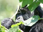 Infant eastern gorilla feeding on plant shoots