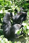 Adult male gorilla feeding