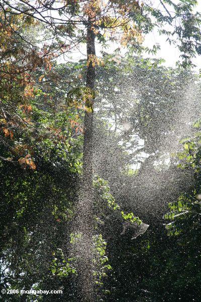 Schwärme von See fliegt in einen Garten nahe See Victoria