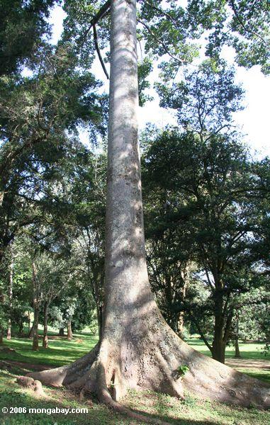 Überdachungbaum mit Strebepfeiler verwurzelt