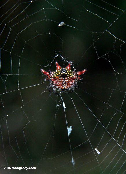 Rote und schwarze Dorn Spinne