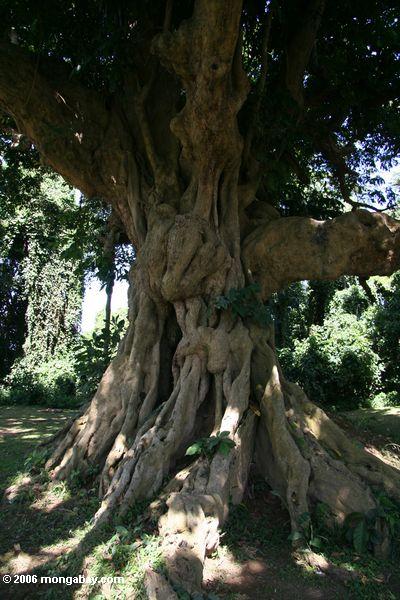 Старейшина дерево в Африке