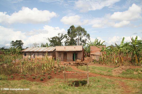 кукурузы и бананов растения вокруг дома угандийских