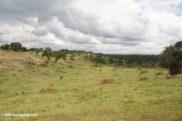 обезлесения в Уганде. лес был заменен саванна