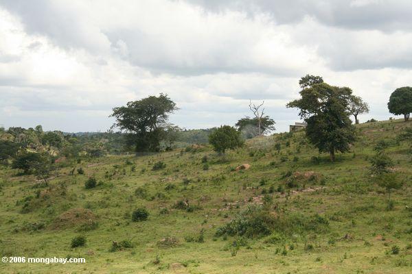 Abholzung in Uganda.