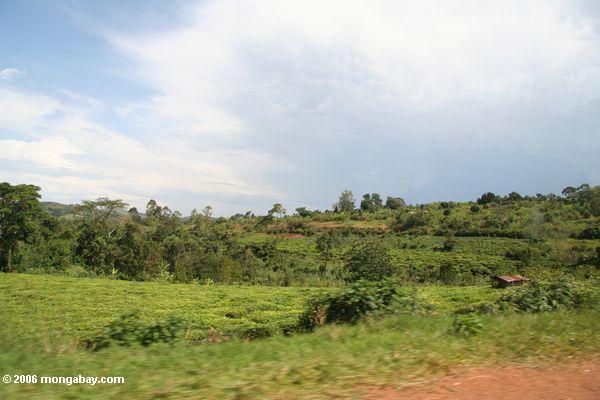Teeplantagen und tropisches Wald