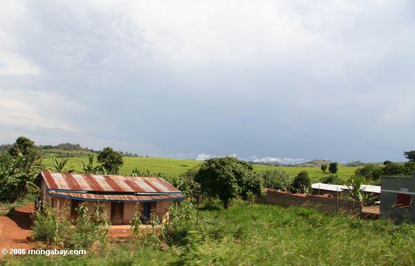 Ugandan Haupt mit Teeplantage in der Hintergrund