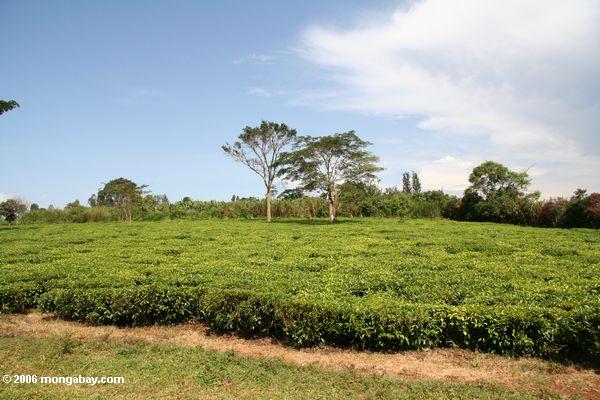 чайных растений в Уганде