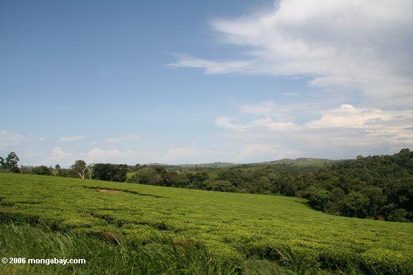 Teeplantagen mit gebürtigem Wald in der Abstand
