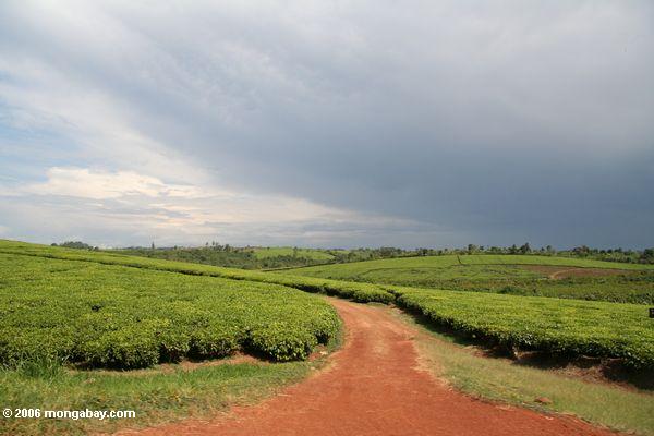Estrada vermelha da sujeira entre plantações do chá