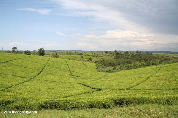 manicured чайных плантаций в Уганде
