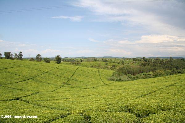 Plantación del té en la Rolling Hills de Uganda