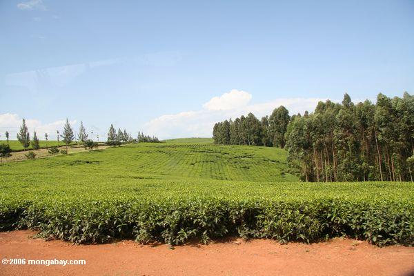 Rote Masse, Teeplantagen und Eukalyptus-