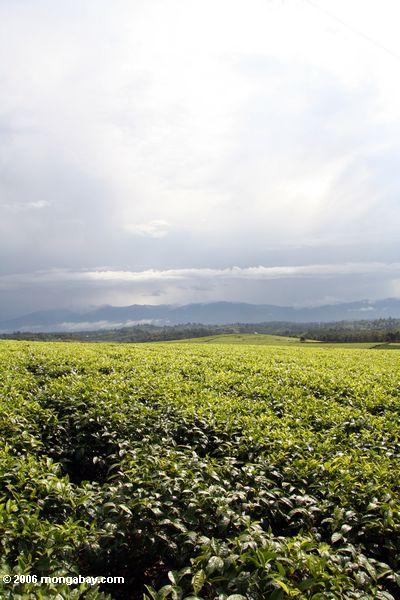 Fängt vom Tee in der Uganda