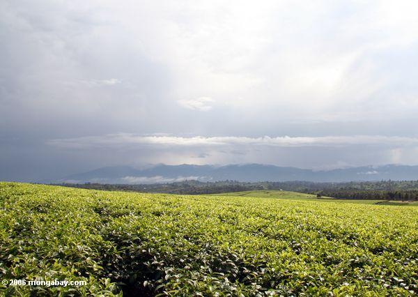 Fängt vom Tee in Uganda mit Rwenzoris als Hintergrund