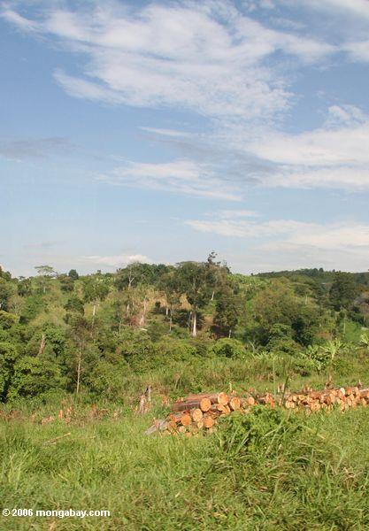 древесина вдоль дороги в Уганде