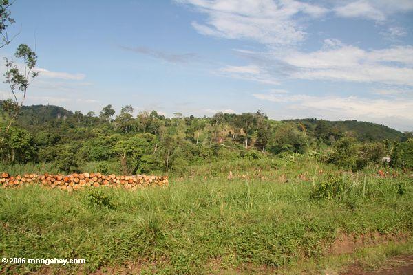 штабелирования древесины вдоль дороги в Уганде
