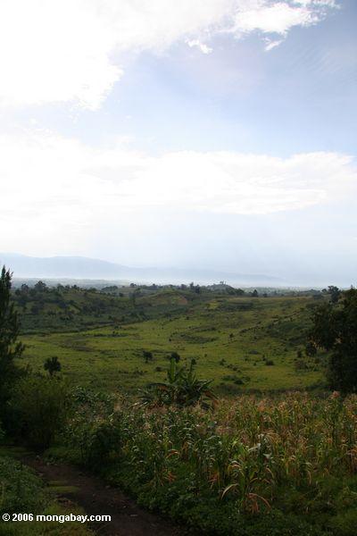 Ugandan Landschaft - Bananen und Mais