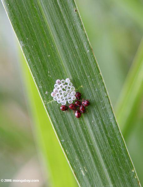 крошечные красные жуки с четкими яйца насекомых