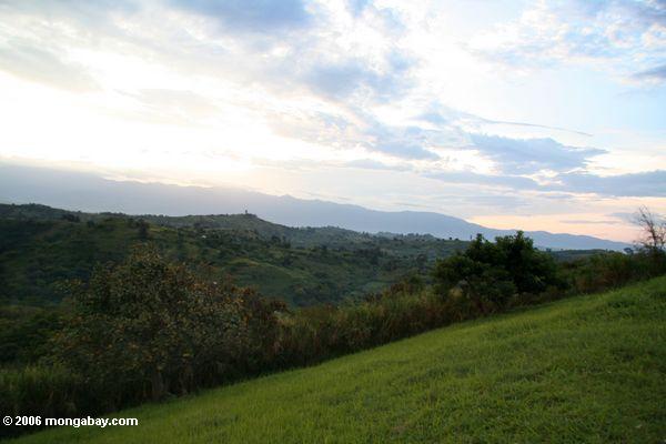 Ein grasartiger Hügel mit Wald, Banane Plantagen und den Rwenzori Bergen in der Hintergrund