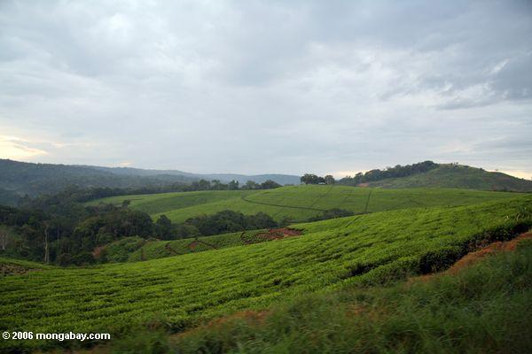 чай на западе Уганды в начале утреннего