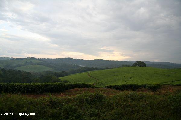 Teeplantagen des Fortportalbereichs in der Portalregion